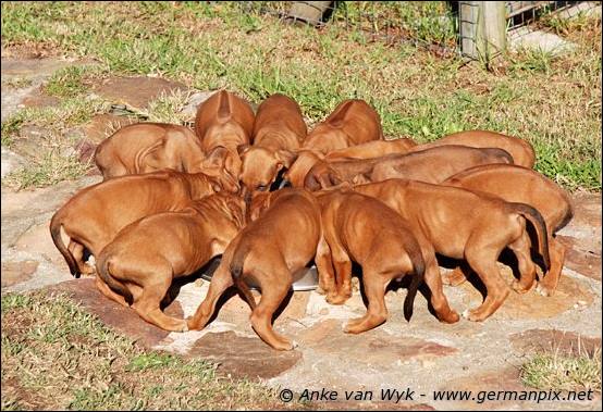 H-litter - 41 days old