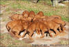 H-litter - 41 days old
