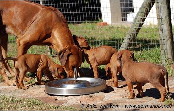 H-litter - 41 days old