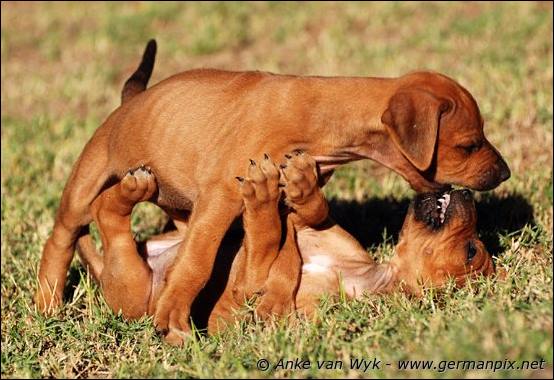 H-litter - 41 days old