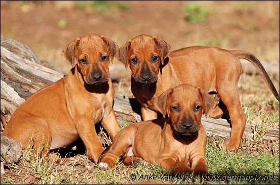 H-litter - 41 days old