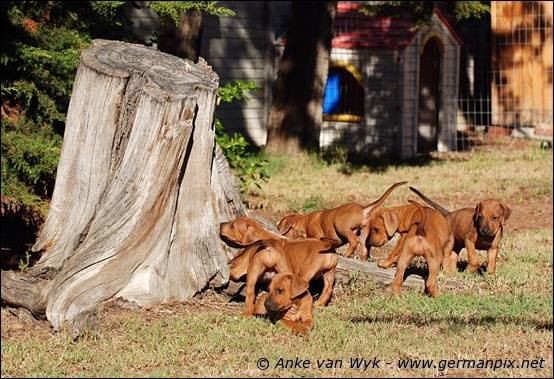 H-litter - 41 days old