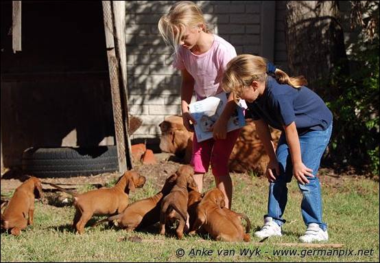 H-litter - 41 days old