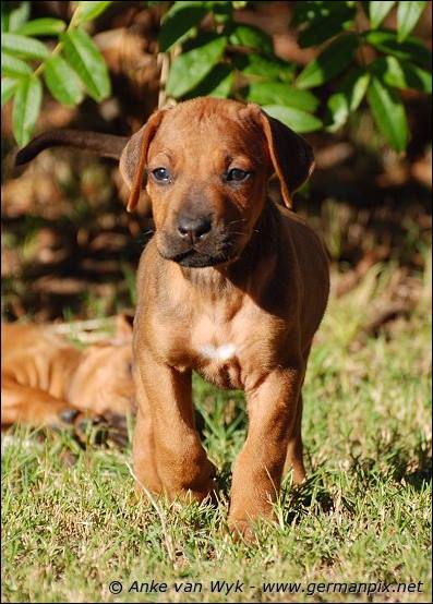 H-litter - 41 days old