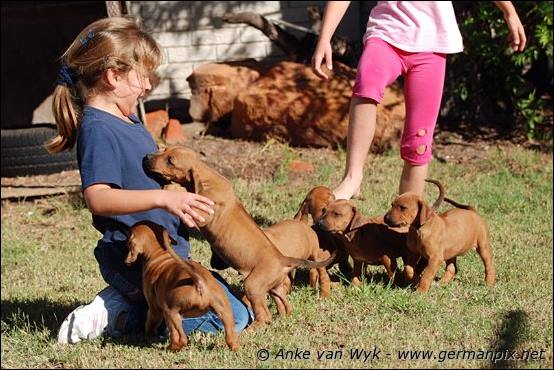 H-litter - 41 days old