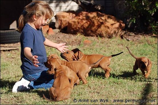 H-litter - 41 days old