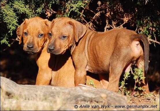 H-litter - 41 days old