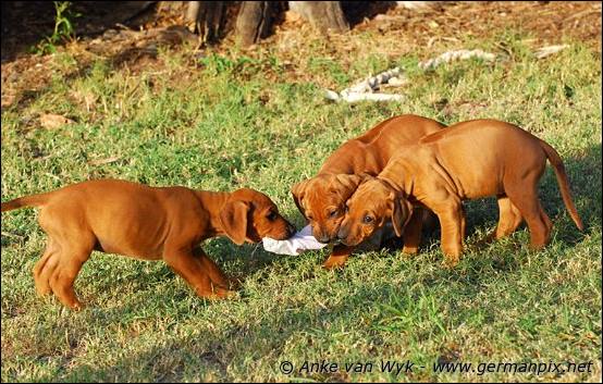 H-litter - 47 days old