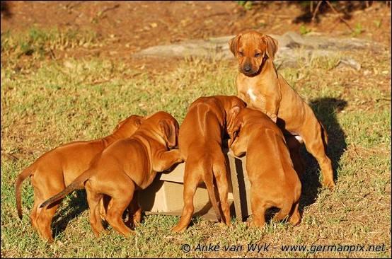 H-litter - 47 days old