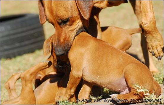 H-litter - 47 days old