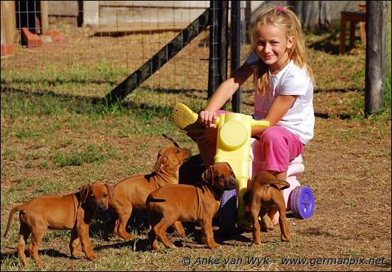 H-litter - 47 days old