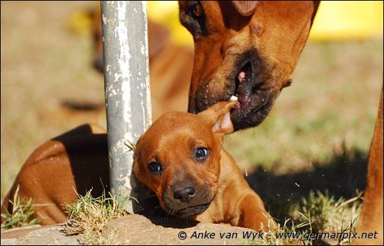 H-litter - 47 days old