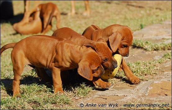 H-litter - 47 days old