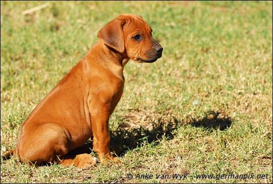 H-litter - 47 days old