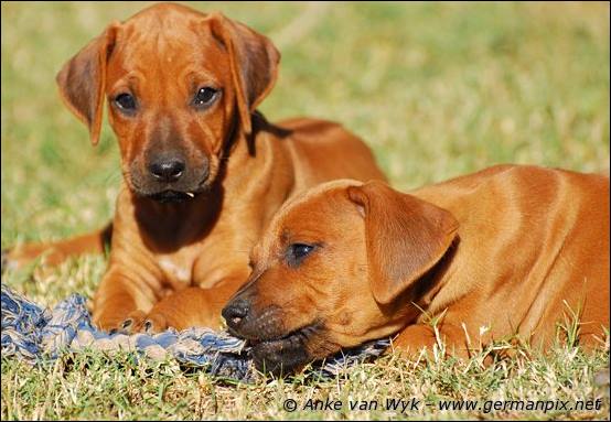 H-litter - 47 days old