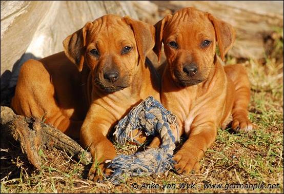 H-litter - 47 days old