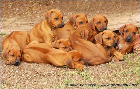 H-litter - 51 days old