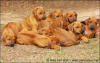 H-litter - 51 days old