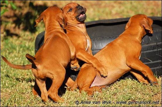 H-litter - 51 days old
