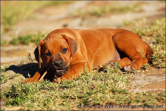 H-litter - 51 days old