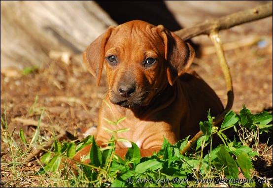 H-litter - 51 days old
