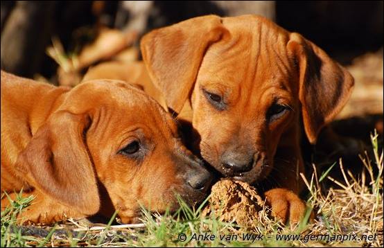 H-litter - 51 days old