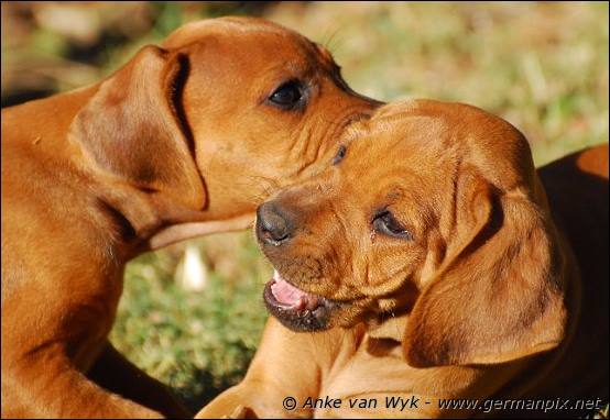 H-litter - 51 days old