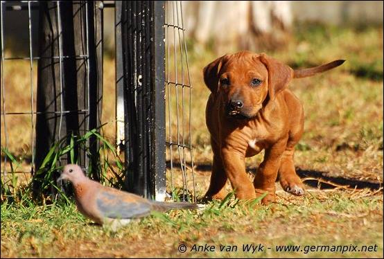 H-litter - 51 days old