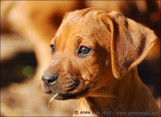 H-litter - 51 days old