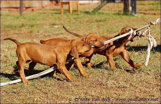 H-litter - 51 days old