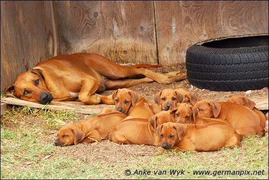 H-litter - 51 days old