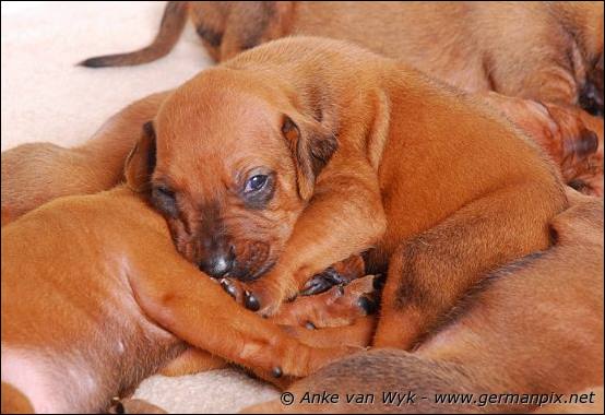 H-litter - 3 weeks old