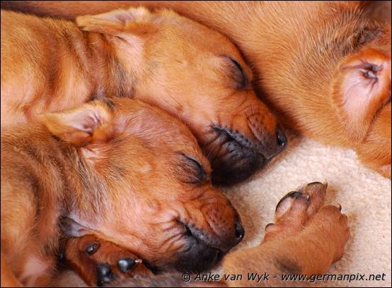 H-litter - 3 weeks old