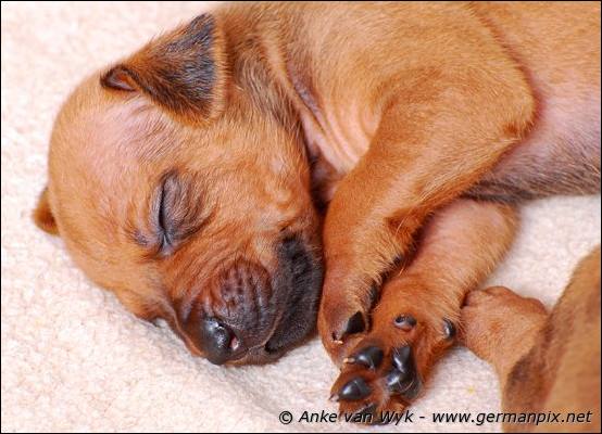 H-litter - 3 weeks old