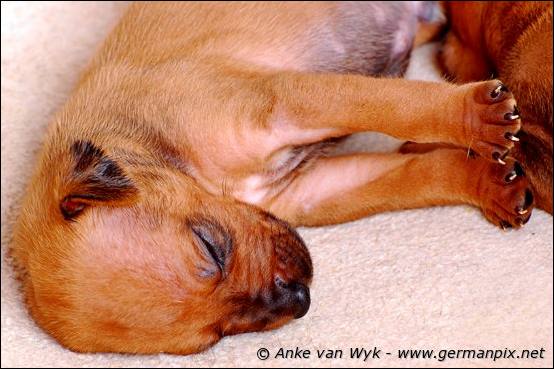 H-litter - 3 weeks old