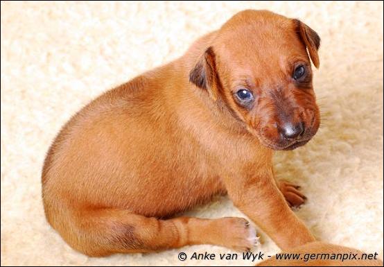 H-litter - 3 weeks old