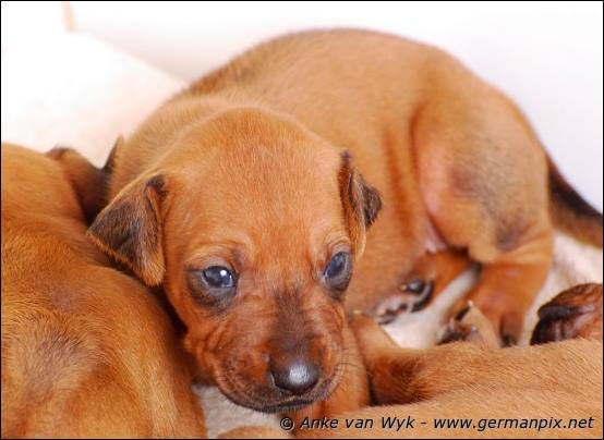 H-litter - 3 weeks old