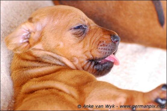 H-litter - 3 weeks old