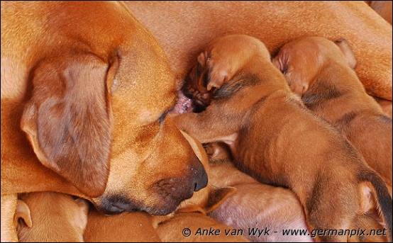 H-litter - 3 weeks old