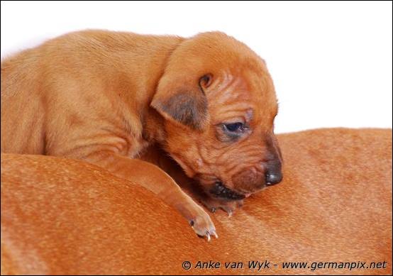 H-litter - 3 weeks old