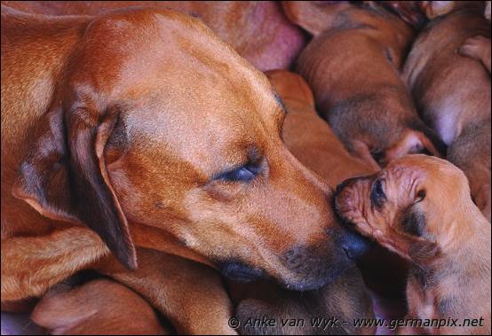 H-litter - 3 weeks old