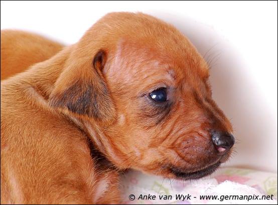 H-litter - 3 weeks old
