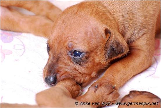 H-litter - 3 weeks old