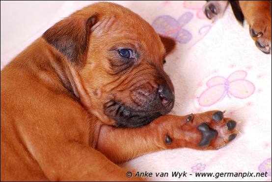 H-litter - 3 weeks old