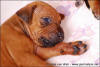 H-litter - 3 weeks old