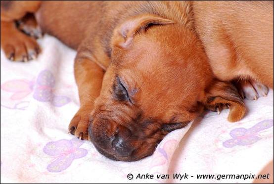 H-litter - 3 weeks old
