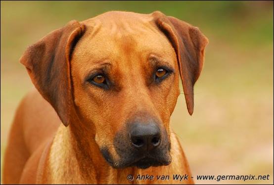 Amy, dam of H-litter