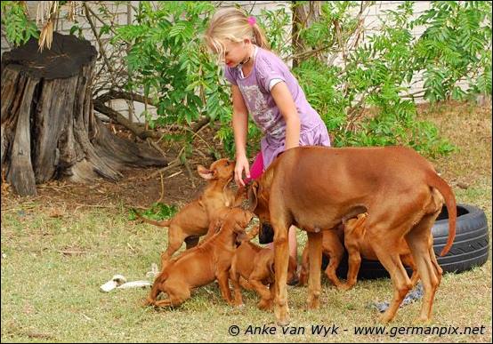 H-litter - 52 days old
