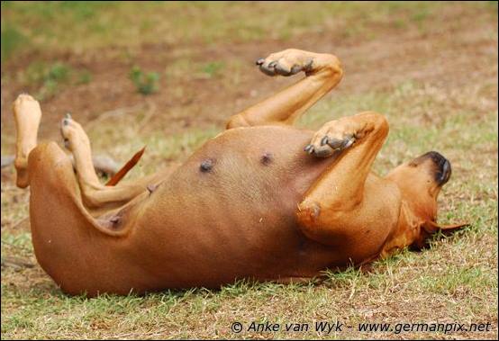 Amy, dam of H-litter