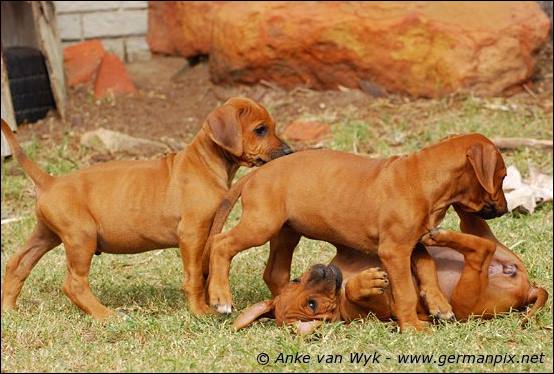 H-litter - 52 days old